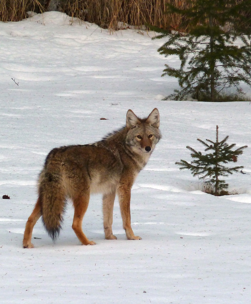coyotes animals facts on Let S Keep Our Heads About Those Dead Coyotes Endless Forms Most Beautiful